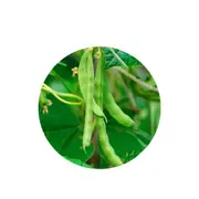 Bean Bush Borlotti Red Rooster - Seed Packet - Untreated Seeds - Spring - Summer