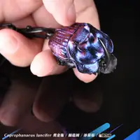 在飛比找蝦皮購物優惠-【酷力將】藍糞金龜 鑰匙圈冰箱貼_ 模型玩具 非標本 蘭斯佛