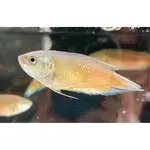 【彩蝦屋】澳洲火焰鬥魚 4-5公分 防蚊蟲 孑孓