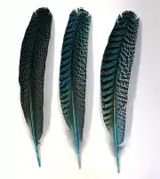 3 Pcs PEACOCK QUILLS 10"-14" Dyed TURQUOISE Feathers; Costume/Bridal/Halloween