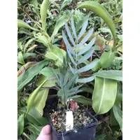 在飛比找蝦皮購物優惠-Encephalartos dyerianus 藍葉戴爾 蘇