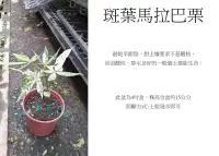 在飛比找Yahoo!奇摩拍賣優惠-心栽花坊-斑葉馬拉巴栗/斑葉搖錢樹/4吋/觀葉植物/室內植物