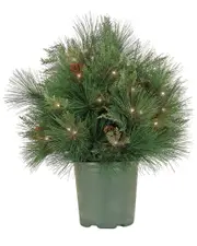 HGTV 26in Black Tie Christmas Needles & Cedar Urn Filler