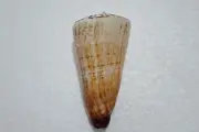 Sea shell - Conus thalassiarchus- 97mm