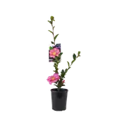 140mm Camellia Hiryu - Camellia Sasanqua