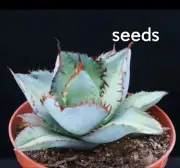 Agave titanota 'Blue' S eeds 20/100PCS