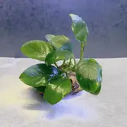 Assorted Anubias on dragon stone For Fish Shrimp Snail Tank Aquarium