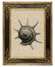 Sea Snail Shell #3 Art Print on Vintage Book Page Ocean Home Office Decor Gifts