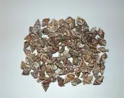 1/2 POUND BURSA GRANULARIS SEA SHELLS - BEACH DECOR GREAT FOR CRAFTS