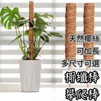 在飛比找蝦皮購物優惠-椰纖棒 椰棕棒 椰棒 攀爬棒 植物攀爬棒 花盆 觀葉植物 爬