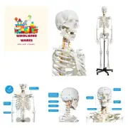 Human Skeleton Model for Anatomy- Life Size Medical Human Skeleton Model with...