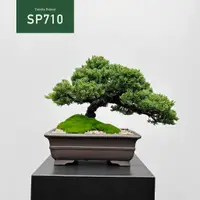 在飛比找蝦皮購物優惠-【Tanaka Bonsai】SP710 珍珠柏盆景｜松柏盆