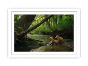 Red fox in Jungle Framed Print