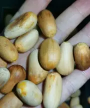 Encephalartos Manikensis S eeds 5/10pcs