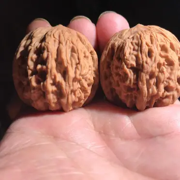 文玩堂：核鼎獅子頭文玩胡桃（高級精品） 文玩核桃獅子頭的價格推薦- 2026年04月|飛比價格