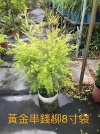 在飛比找Yahoo!奇摩拍賣優惠-花花世界_常綠喬木*黃金串錢柳(自然型)*-黃金香柳-千層金