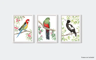 Watercolour Australian Bird Print Set - Eastern Rosella, King Parrot, Magpie