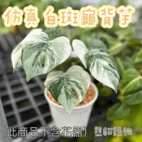 在飛比找momo購物網優惠-【熊貓購物】仿真白斑龜背芋八葉款(綠意布置 植生牆 櫥窗 民