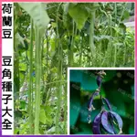 🌱（多款豆角種子大全） 毛豆 四棱豆 豌豆 荷蘭豆 長豇豆 花豹豆 無架四季豆 有架四季豆 刀豆 四季播種豆角