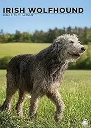 Irish Wolfhound Calendar 2026 – A Majestic Tribute to Gentle Giants