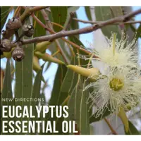 在飛比找蝦皮購物優惠-UK ND 藍膠尤加利Eucalyptus 尤加利精油  分