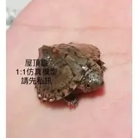 在飛比找蝦皮購物優惠-【洋安水族】澤龜1:1仿真模型 中翅膀 火焰龜 大花鑽紋 黑