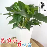 在飛比找蝦皮商城優惠-【現貨】【小品文化】翡翠寶石 6吋磚紋免澆水盆栽 簡單好種植