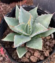 Rare Agave montana Hardy Century Plant Random Boutique