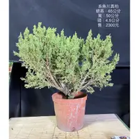 在飛比找蝦皮購物優惠-植物空間 系魚川真柏7.5吋 盆景素材 頭部4.5公分