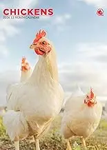 Chickens Calendar 2026