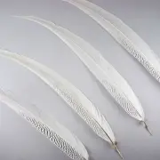 SILVER PHEASANT Natural Feathers 25-30 (Craft/hats/Halloween) VARIOUS QUANTITY