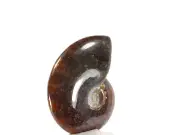 Ammonite Cleoniceras Polished Opal (EA6479) Fossil Shell Cretaceous Madagascar