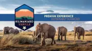 kilimanjaro vanilla extract 2x( 1 bucket, 5 gallon) BEST BY 06/04/25 BRANDNEW