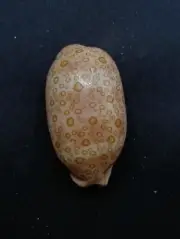 Cypraea Argus eyed cowrie 58mm seashell. cowrie Sea shell. Beach #12766