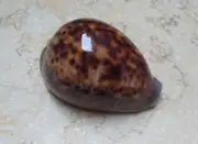F cypraea pantherina 92 mm F++++ F+++ red sea shell natural glossy uniqe color