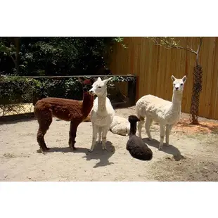 玩六福村 住 台北 最優惠  六福村主題樂園 & 野生動物園 門票 + 背包棧住宿一晚 每人只要1099元