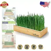 Compact Self-Watering Wheatgrass Kit with Bamboo Lid - Perfect for Home Juicing