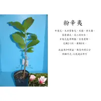 在飛比找蝦皮購物優惠-心栽花坊-粉辛夷/辛夷花/嫁接苗/4吋/辛夷/觀花植物/售價