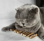 10 Pack Natural Silvervine Chew Stick Toy for Cats