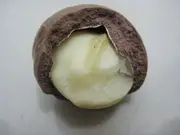 Buy Macadamia Bush Nut Trees (Macadamia tetraphylla)