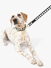 Art Dots M/L Collar