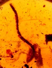 Long Millipede with Predatory Roach in Burmite Amber Fossil Dinosaur Age