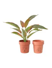 [Willow & Silk] Line-Art Pot Planter Stands Set of 2 in Multi