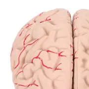 Human Brain Model Professionals Doctors Teaching Brain Anatomy Model For Hos DP3