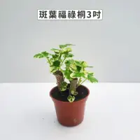 在飛比找momo購物網優惠-【Gardeners】斑葉福祿桐 3吋盆 -1入(室內植物/