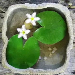 一葉蓮水培花卉碗蓮觀葉觀花水生植物盆栽開花心形蓮花水生好養