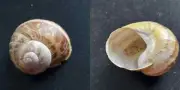 #L Helix Asperta, Belgium, 30.9mm land snail shell
