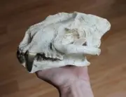 Replica Fossil Pogonodon Skull Oligocene saber tooth cat
