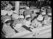 Bayamon,Puerto Rico,Pineapple Canning Factory,Farm Security Administration,FSA