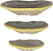 Wall Mounted Mushroom Shelf, Mushroom Wall Shelf | Resin Mushroom Shelf with 3 Resin Floating Storage Shelves Simulation Mushrooms, Enhance Room Decor Corner Wall Mount Stand for Movable Figures